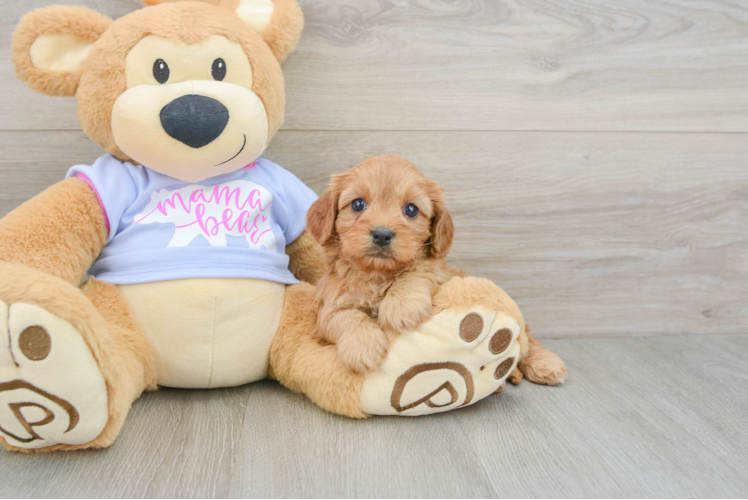Cavapoo Pup Being Cute