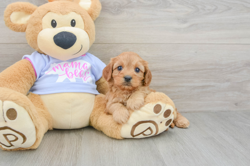 Cavapoo Pup Being Cute