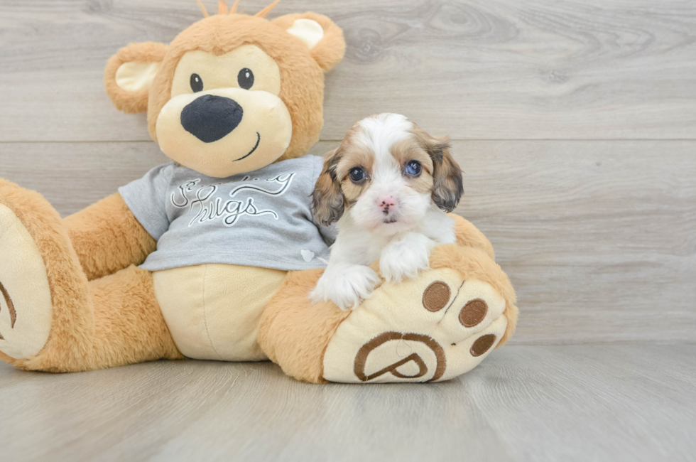 7 week old Cavapoo Puppy For Sale - Fairfield Furbabies
