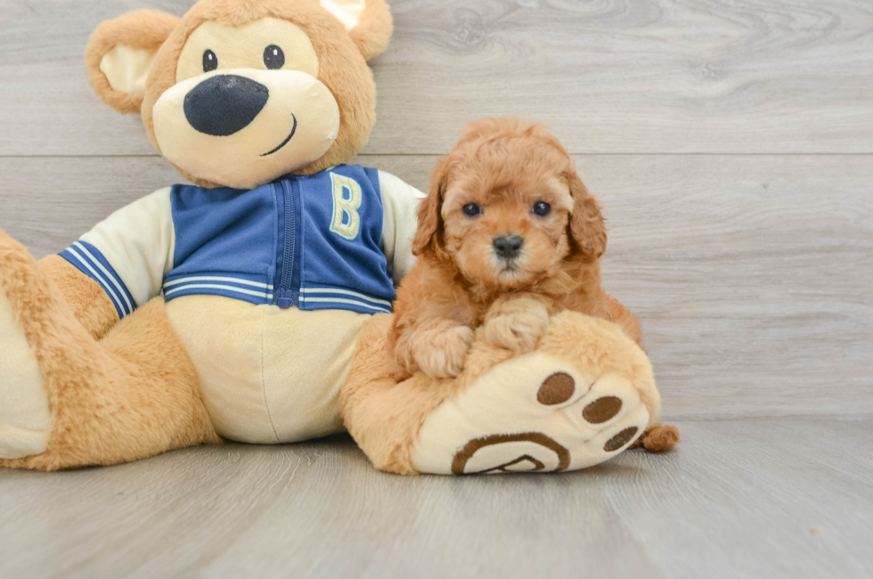 6 week old Cavapoo Puppy For Sale - Fairfield Furbabies