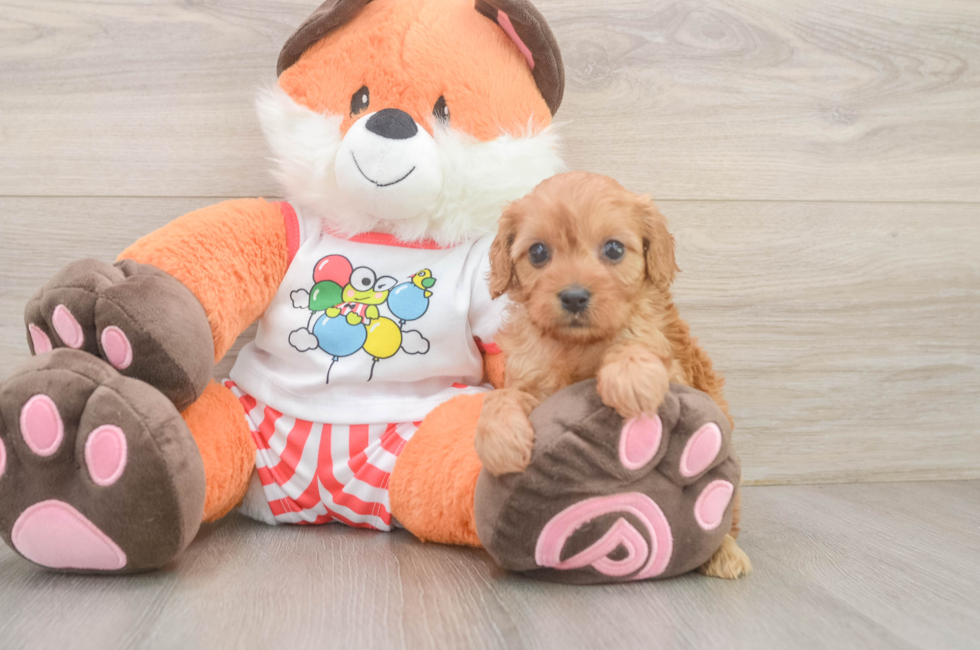 7 week old Cavapoo Puppy For Sale - Fairfield Furbabies