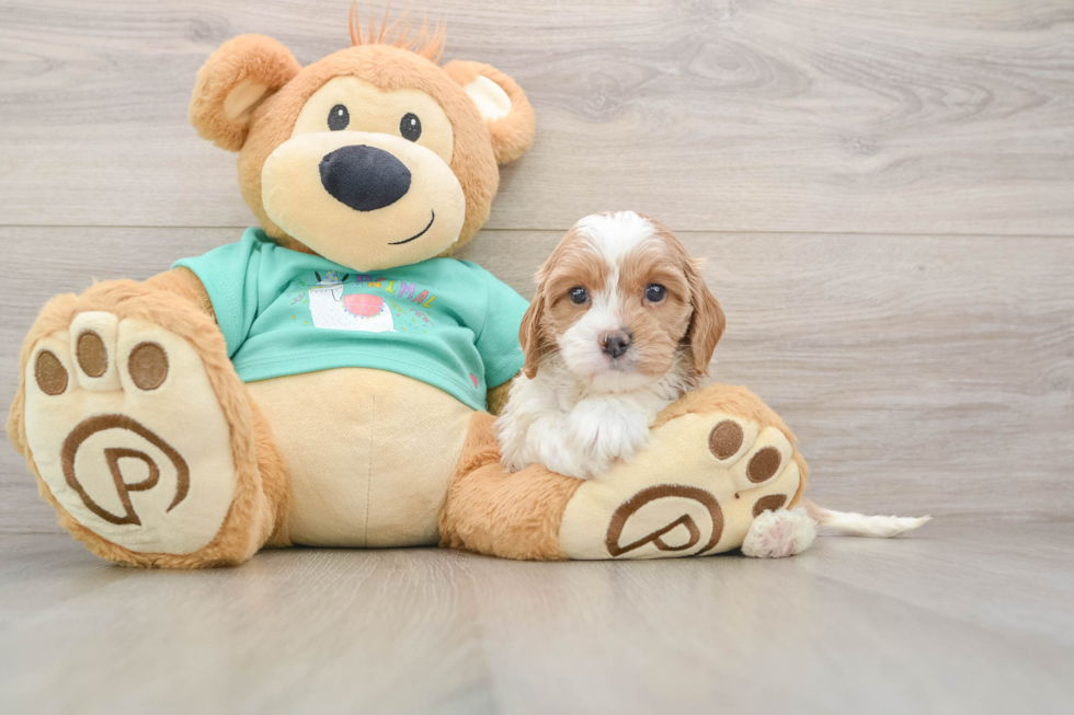 Popular Cavapoo Poodle Mix Pup