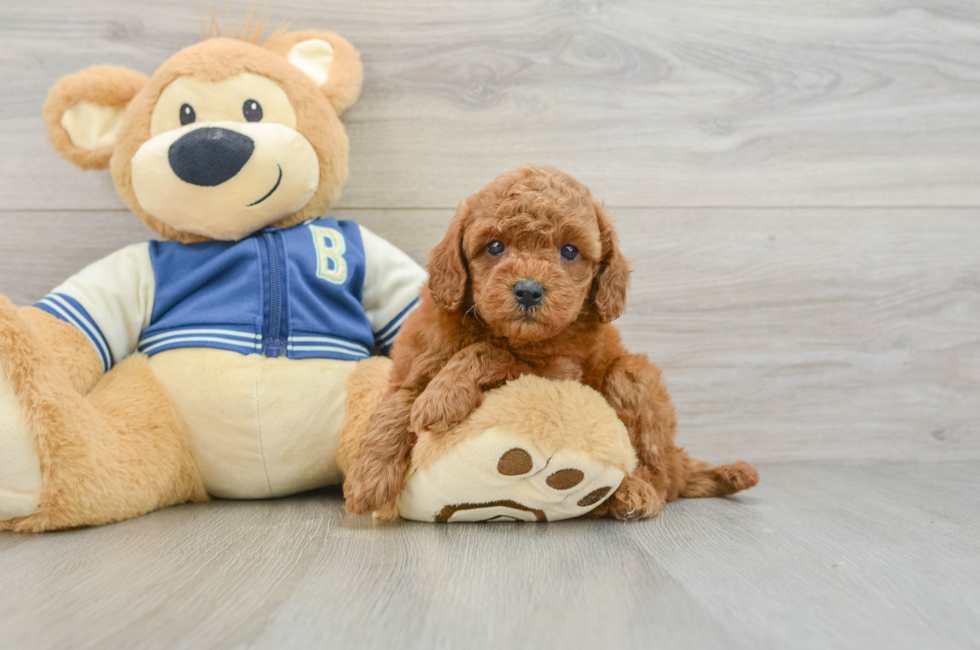 6 week old Cavapoo Puppy For Sale - Fairfield Furbabies