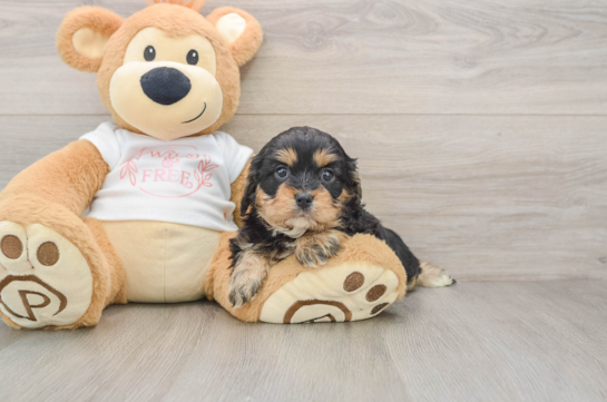Cavapoo Pup Being Cute