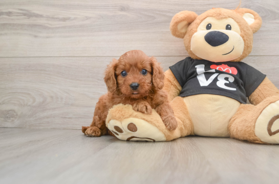 Cavapoo Puppy for Adoption