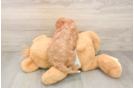 Popular Cavapoo Poodle Mix Pup