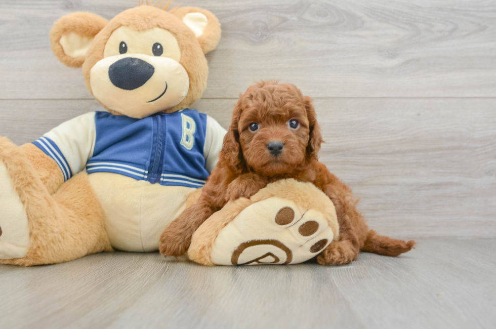 6 week old Cavapoo Puppy For Sale - Fairfield Furbabies