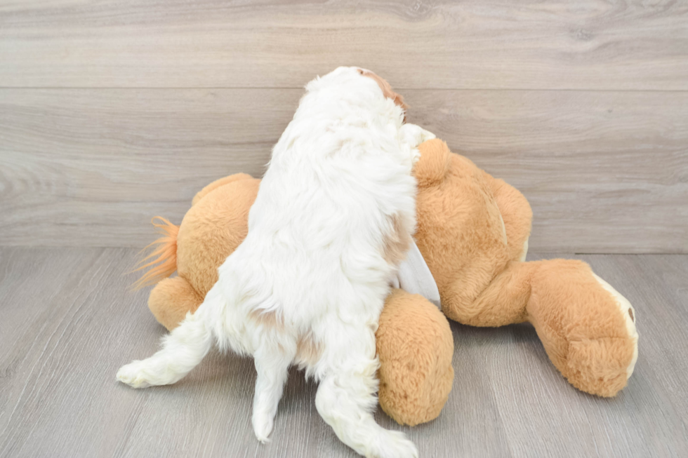Popular Cavapoo Poodle Mix Pup