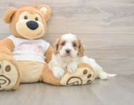8 week old Cavapoo Puppy For Sale - Fairfield Furbabies