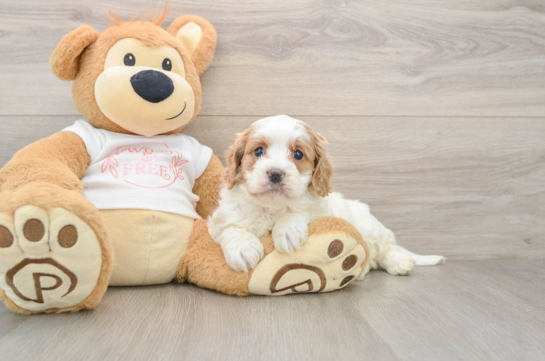 Cavapoo Pup Being Cute