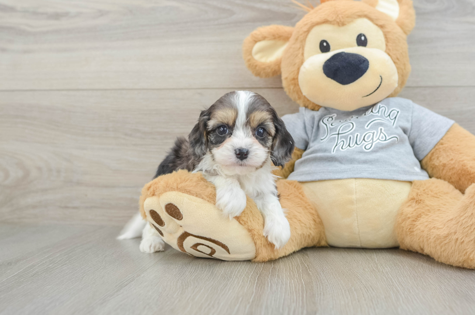 7 week old Cavapoo Puppy For Sale - Fairfield Furbabies