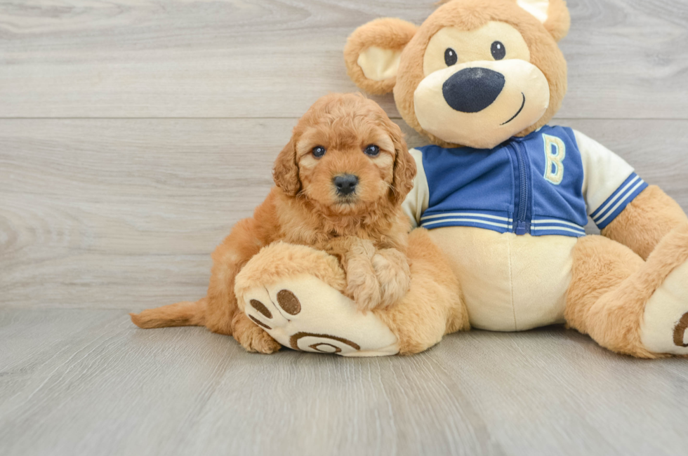 6 week old Cavapoo Puppy For Sale - Fairfield Furbabies