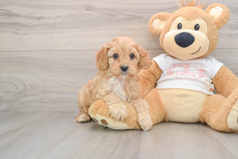 Friendly Cavapoo Baby