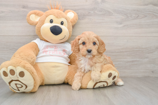 Fluffy Cavapoo Poodle Mix Pup