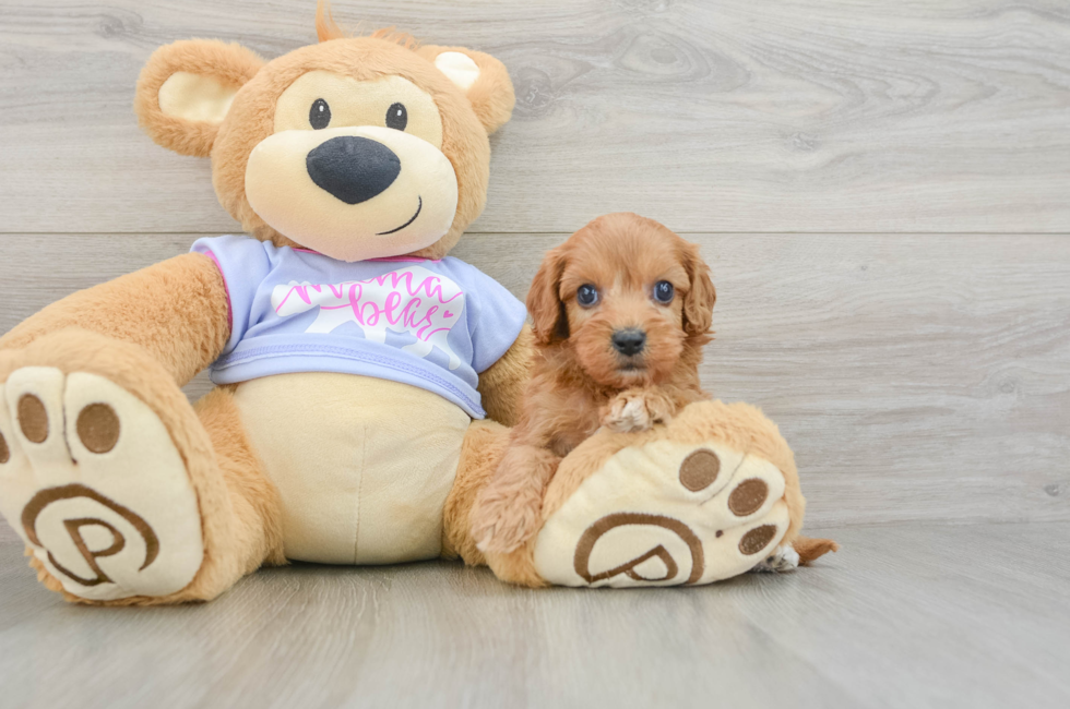 6 week old Cavapoo Puppy For Sale - Fairfield Furbabies
