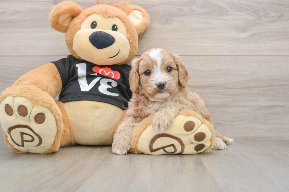 Cavapoo Pup Being Cute