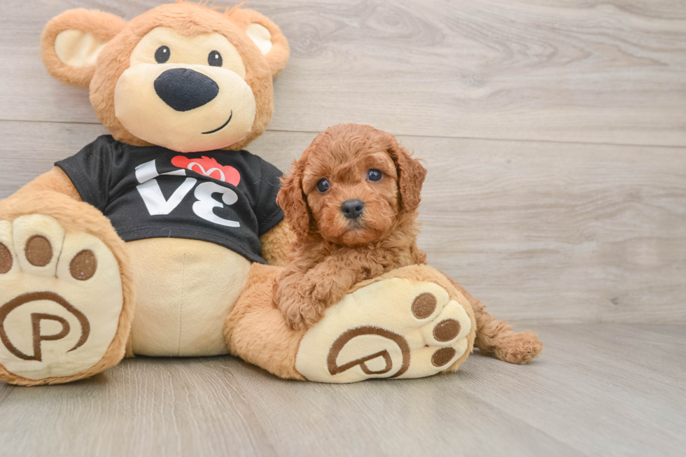 Cavapoo Puppy for Adoption