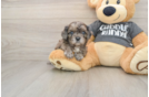 Cavapoo Puppy for Adoption