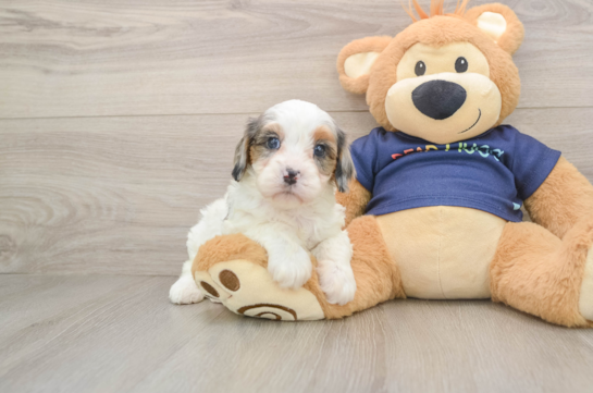 Cute Cavapoo Baby