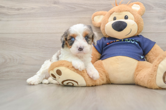 Cavapoo Pup Being Cute