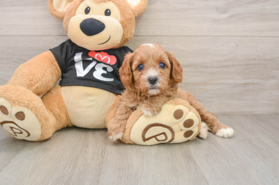 ZANDER, a Cavapoo littermate