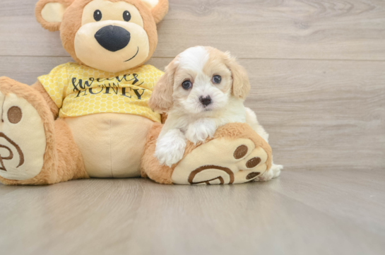 ZANDER, a Cavapoo littermate