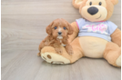 Fluffy Cavapoo Poodle Mix Pup