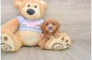 Friendly Cavapoo Baby