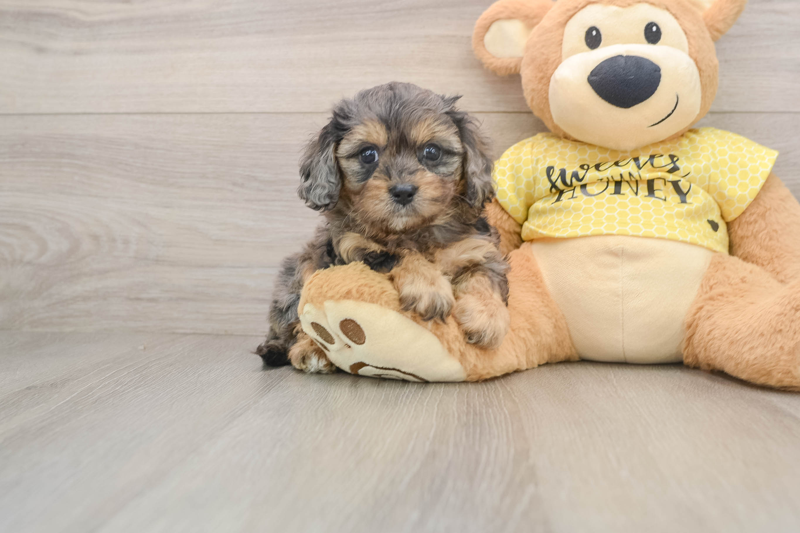 Best Cavapoo Baby