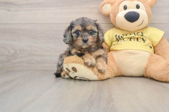 ZAZA, a Cavapoo littermate