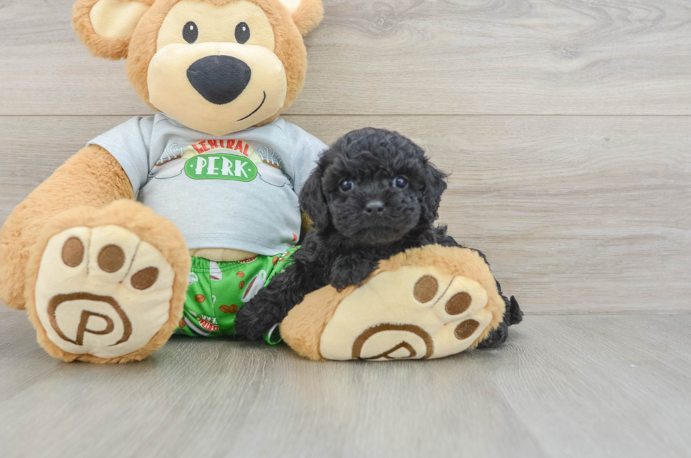 8 week old Cavapoo Puppy For Sale - Fairfield Furbabies