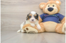 Playful Cavapoodle Poodle Mix Puppy