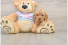 Popular Cavapoo Poodle Mix Pup