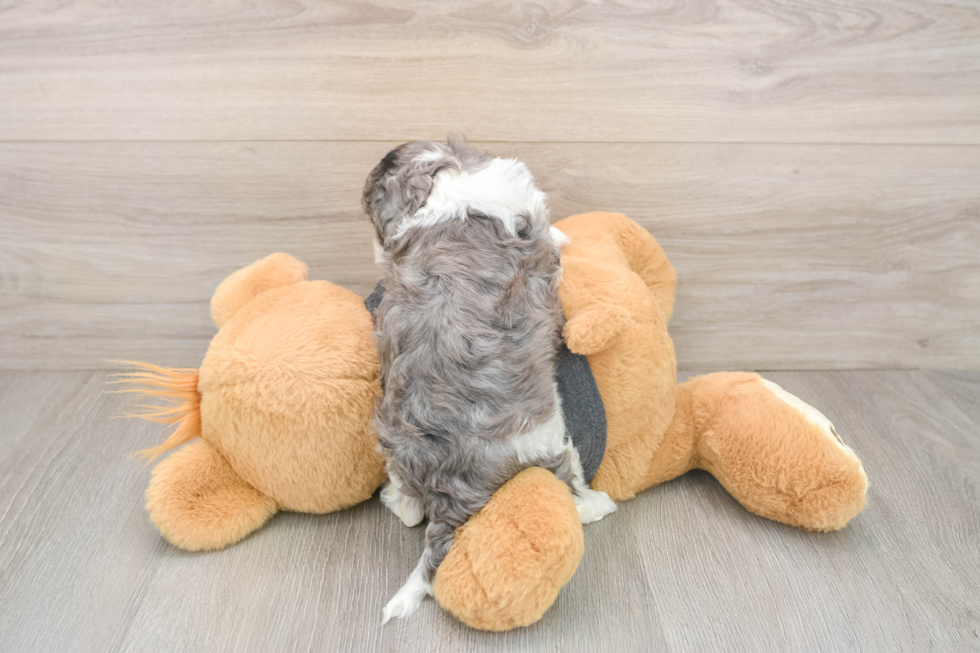 Adorable Cavalier King Charles Spaniel and Poodle Mix Poodle Mix Puppy