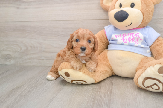 Hypoallergenic Cavadoodle Poodle Mix Puppy