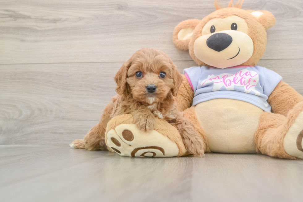 Funny Cavapoo Poodle Mix Pup