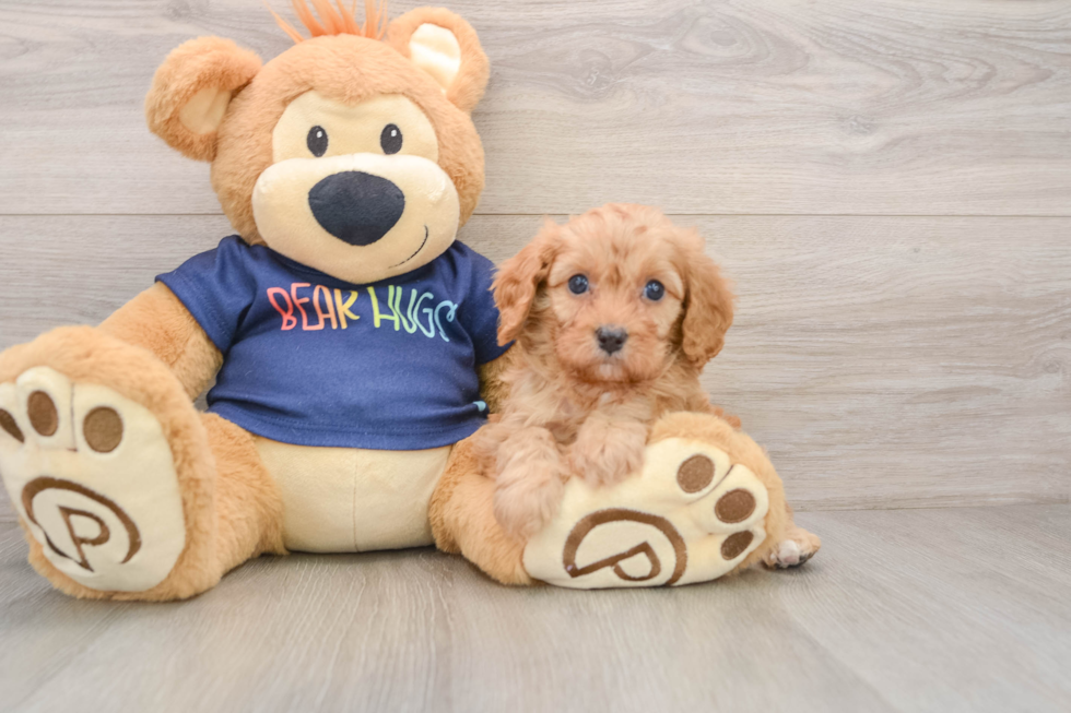 Fluffy Cavapoo Poodle Mix Pup