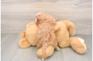 Cavapoo Pup Being Cute