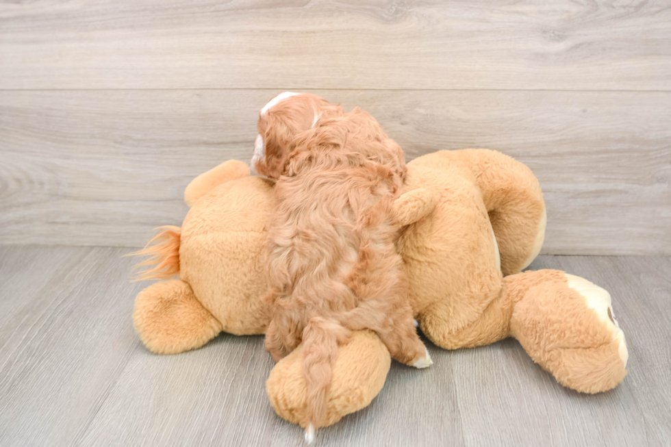 Cavapoo Pup Being Cute