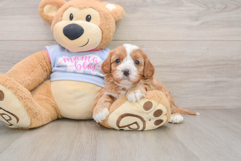 Cavapoo Pup Being Cute