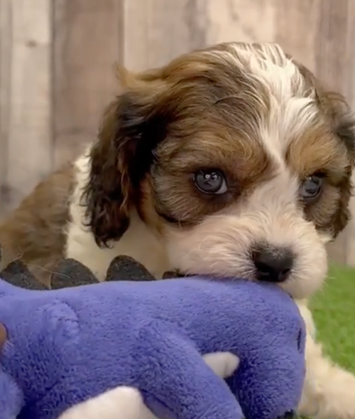 Cute Cavachon Pup