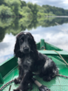 Cute Cocker Spaniel Purebred Pup Cute Cocker Spaniel Purebred Pup
