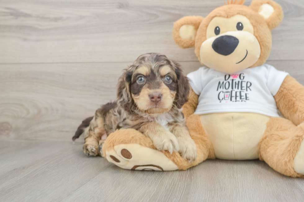 6 week old Cockapoo Puppy For Sale - Fairfield Furbabies
