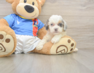 7 week old Cockapoo Puppy For Sale - Fairfield Furbabies