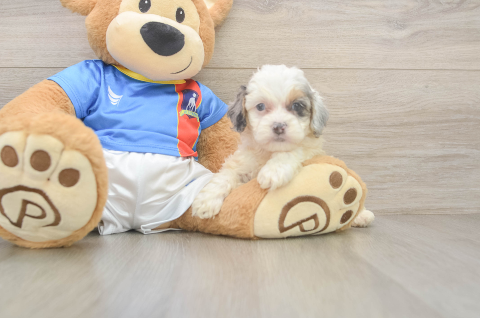 7 week old Cockapoo Puppy For Sale - Fairfield Furbabies