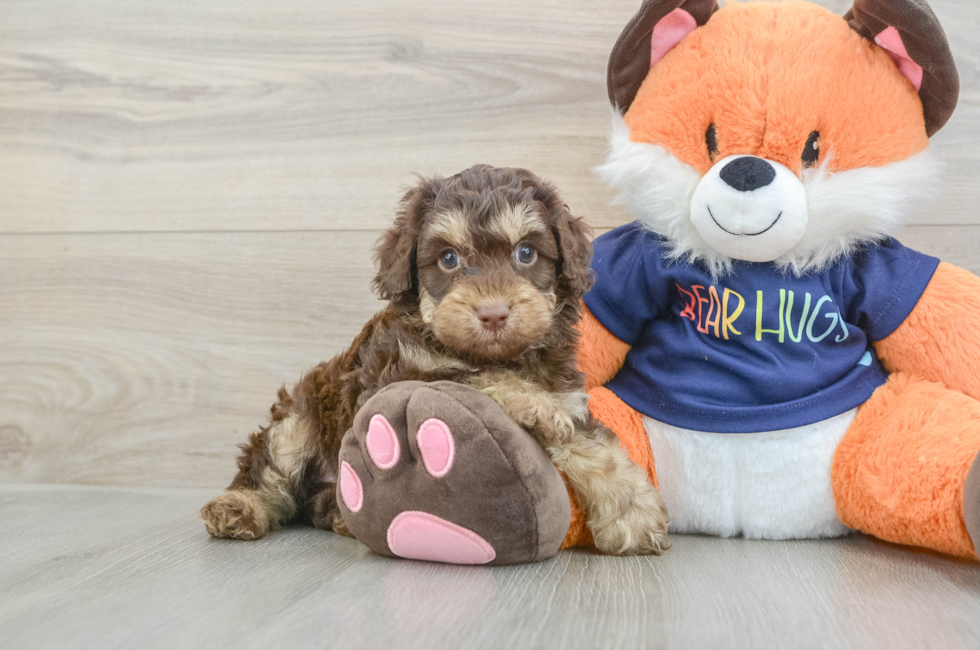 6 week old Cockapoo Puppy For Sale - Fairfield Furbabies