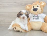 7 week old Cockapoo Puppy For Sale - Fairfield Furbabies