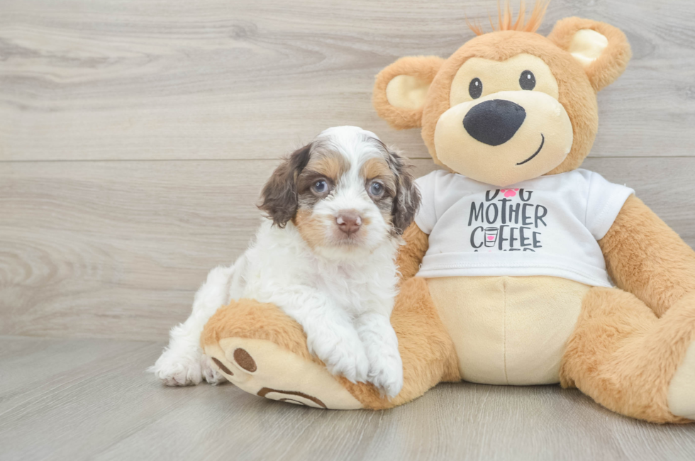 6 week old Cockapoo Puppy For Sale - Fairfield Furbabies