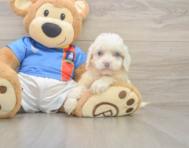 7 week old Cockapoo Puppy For Sale - Fairfield Furbabies