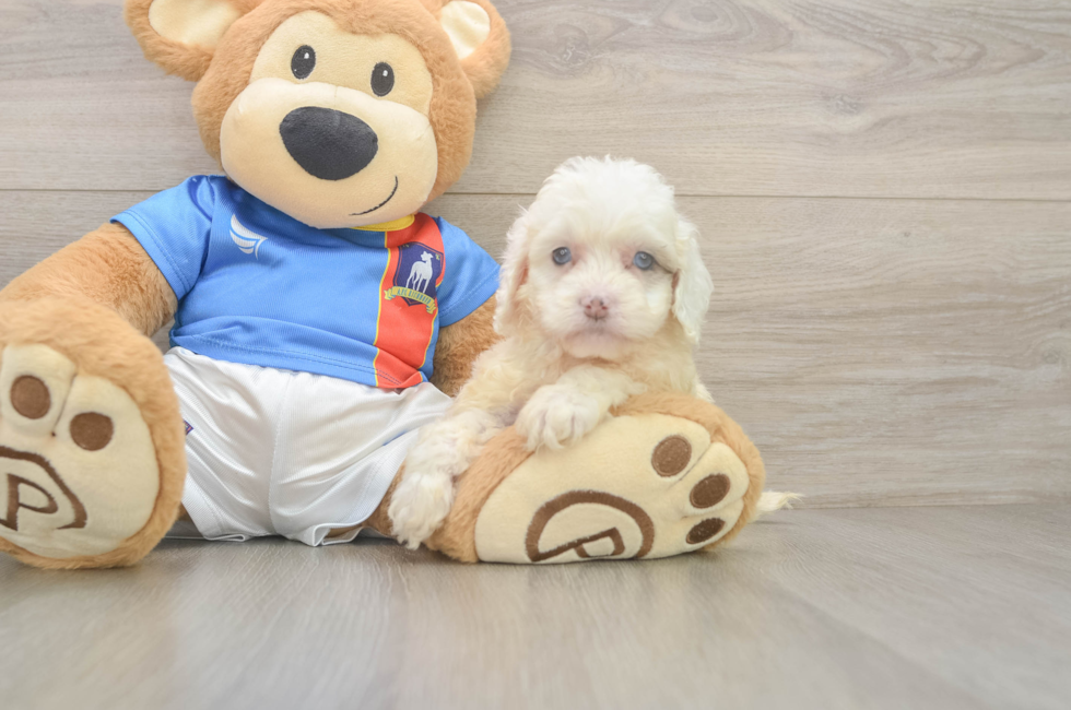 7 week old Cockapoo Puppy For Sale - Fairfield Furbabies